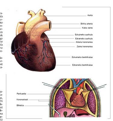 1. Irudia: Bihotza.<br>320